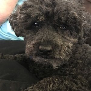 Meet your Posher, Mary